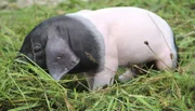 Auf dem Schaubauernhof gab es Nachwuchs bei den Schwäbisch-Hällischen Landschweinen. Die ersten Wochen sind für die kleinen Ferkel nicht ungefährlich, schnell kommt es zu Verletzungen beim Andrang an die mütterlichen Zitzen. Und auch die Mutter hat schon eine entzündete Zitze. Ein Einsatz für Tierärztin Annika Krengel, bei dem es gar nicht so leicht ist, die Übersicht zu behalten...