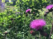 Kratzdisteln mit Blüten.