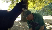 ARD/NDR LEOPARD, SEEBÄR & CO., FOLGE 145, Tierpfleger Volker Friedrich gibt dem Alpakababy Starthilfe.