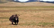 Bild: Yak. Sie leben weitab in der riesigen und unzugänglichen Steppe in Chinas wildem Westen - die letzten wilden Yaks. Noch etwa 20.000 dieser eindrucksvollen Hochgebirgsrinder haben sich hierher zurückgezogen.