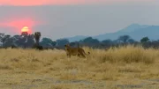 Der Ruaha Nationalpark in Tansania ist berühmt für seine Löwenrudel.