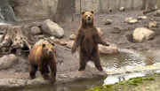 ARD/NDR LEOPARD, SEEBÄR & CO., FOLGE 144. Die Kamtschatkabaeren Wanja und Misho gehen heute leer aus.