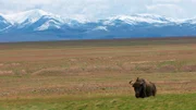 Yak. Sie leben weitab in der riesigen und unzugänglichen Steppe in Chinas wildem Westen - die letzten wilden Yaks. Noch etwa 20.000 dieser eindrucksvollen Hochgebirgsrinder haben sich hierher zurückgezogen.