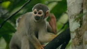 Affen werden von Amazonas-Indianern gejagt.