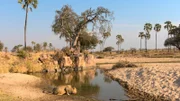 Der Mwagusi Fluss ist die Lebensader des Ruaha Nationalparks in Tansania. Ein junger Löwe kommt zum Trinken an den Fluss.