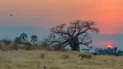 Sonnenuntergang am Rand des Baobab Waldes – Heimat eines Löwenrudels.