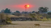 Sonnenuntergang am Mwagusi Fluss – eine Löwin streift durch ihr Revier.