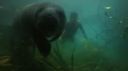 Seekühe werden von den Amazonas-Indianern für verzauberte Frauen gehalten.