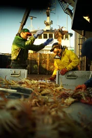 The crew of the Southern Wind sorts their large opilio catch