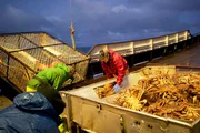 The Northwestern crew sorts their Opie catch.
