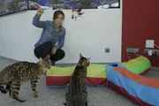 Bengalkatzen sind sehr verspielt und brauchen viel Beschäftigung. Bengalkatzen sind sehr verspielt und brauchen viel Beschäftigung.