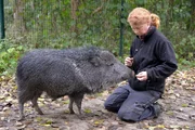 Auch das Chaco-Pekari Zamuco wird bald den Tierpark Berlin Richtung Tschechien verlassen müssen. Solange es noch möglich ist, schaut seine ehemalige Ziehmutter Jana Simon daher jeden Morgen bei dem 15 Monate alten Zamuco vorbei.