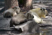 Der Goldtakin-Nachwuchs im Tierpark Berlin.