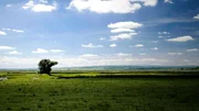 Ein Windbaum im burgenländischen Seewinkel