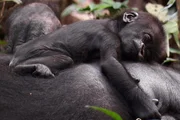 ARD/NDR MYTHOS KONGO, "Im Reich der Menschenaffen", am Montag (02.06.14) um 20:15 Uhr im ERSTEN. Das Gorillababy wird von seiner Mutter stündlich gesäugt und teilt sich jahrelang mit ihr dasselbe Schlafnest.