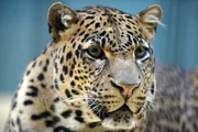 Java-Leopard Lombok im Zoo Berlin.