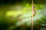 Picture Shows: Kirindy Forest chameleon, Madagascar. This fully grown female, the length of a human finger, is using a thin vine to travel from one branch to another. Chameleons have unique pincer-like feet, specially adapted for gripping branches. Their five toes can spread 180 degrees, with two pointing in one direction and three in the other.