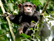 ARD/NDR MYTHOS KONGO, "Im Reich der Menschenaffen", am Montag um 20:15 Uhr im ERSTEN. Bei den Schimpansen herrscht das Patriarchat: Dieses junge Männchen übersteht allen Weibchen, egal welchen Alters.