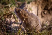 Picture Shows: Water vole, Cairngorms, Scotland. A male water vole sniffs the air for the scent of females during the mating season. It is the UK’s fastest declining mammal and The Highlands is a stronghold. Across the UK water voles usually live by gentle rivers but in the highlands they negotiate a more challenging landscape.