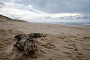 Zu Tisch Bordelais – Frankreich Naherholungsgebiet Atlantik