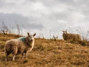 Schafe auf einer ausgetrockneten Weide.