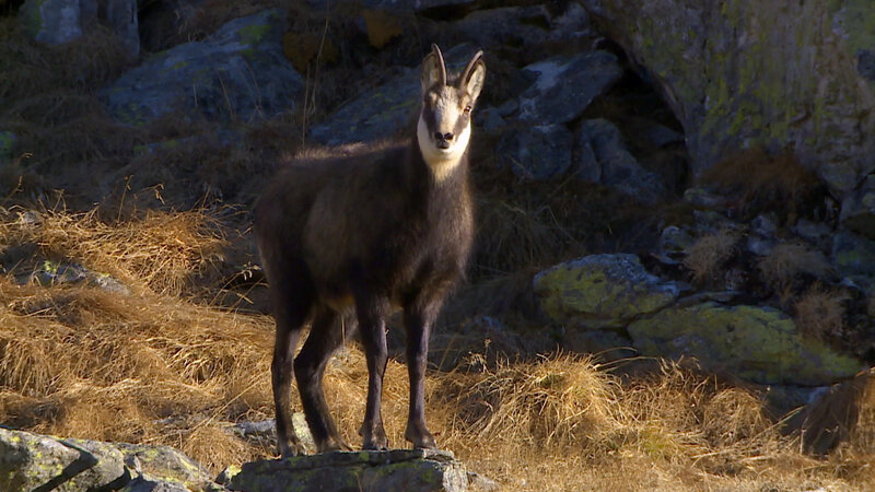 Sagenhafte Extremkletterer (A, 2016)