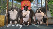 Koto taucht mit seinem Gefolge auf. Was genau hat der alte Freund von King Julien vor? Führt er etwa etwas im Schilde?