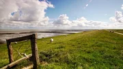 Föhr ist die grüne Insel im Wattenmeer. Gut 12 Kilometer lang und acht Kilometer breit hat die Insel vor dem Deich viel Watt, dahinter viel Wiesen und Wald. Weitere Fotos auf Anfrage.