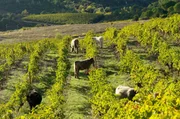 In der südfranzösischen Region Languedoc bestellen Mélanie und Bernhard Backhaus ihre Weinberge auf nachhaltige Weise mit Hilfe von Eseln und Kühen.