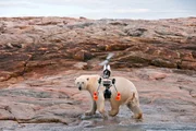 Mit Hightech Equipment k&ouml;nnen die Filmer nah an die Eisb&auml;ren heran, ohne sich selbst in Gefahr zu bringen.