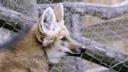 Mähnenwolf