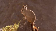 Mit ihnen in einem Lebensraum lebt eine Hasenmaus, das Viscacha (im Bild). Es bedarf optimaler Anpassungen in 4000 Meter Höhe, auf dem Altiplano, überleben zu können. Dieser Lebensraum ist nur etwas für Spezialisten. Die raue Gebirgslandschaft oberhalb der Baum- und unterhalb der Schneegrenze stellt die Tiere vor große Herausforderungen.
