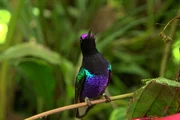 Kolibris haben Schillerfarben, die sich je nach Lichteinfall verändern.