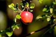 ARD/BR ERLEBNIS ERDE, "Karussell des Lebens - Die Streuobstwiese", am Sonntag um 16:30 Uhr im ERSTEN. Blühende Bäume, bunt getupfte Wiesen und saftiges Obst - Streuobstwiesen sind kleine Paradiese vor den Toren von Deutschlands Städten und Dörfern. Hier leben Menschen, Tiere und Pflanzen von- und miteinander. Es ist eine eigene kleine Welt, die sich im Rhythmus der Jahreszeiten dreht. Ein Karussell des Lebens - ohne Anfang und ohne Ende. Im Bild: ein Apfel am Baum.