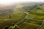 Winzer gestalten seit über 2.000 Jahren die Weinbaugebiete. Doch die globale Erwärmung und der Einsatz von Pestiziden schwächen die Böden.