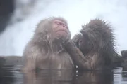 Die in den Bergen von Honshu beheimateten Schneeaffen können selbst extremstem Klima standhalten. Wenn die Temperaturen auf Minusgrade im Winter sinken, verbringen die Tiere Stunden damit, sich in den heißen Quellen aufzuwärmen ... Die in den Bergen von Honshu beheimateten Schneeaffen können selbst extremstem Klima standhalten. Wenn die Temperaturen auf Minusgrade im Winter sinken, verbringen die Tiere Stunden damit, sich in den heißen Quellen aufzuwärmen ...