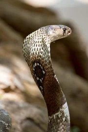 Brillen-Cobra.