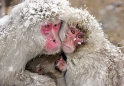 NDR Fernsehen EXPEDITIONEN INS TIERREICH, TEIL 1, "Wildes Japan - Schneeaffen und Vulkane", am Mittwoch um 20:15 Uhr. Keine Affenart lebt in kälteren Regionen als die Makaken Japans. Hin und wieder gönnen sie sich ein warmes Bad in den Thermalquellen Honshus.