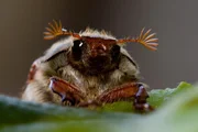 Ein Maikäfer.