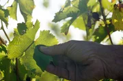 Seit mehr als 2.000 Jahren wird Weinbau betrieben. Wegen des Klimawandels und der Folgen des intensiven Einsatzes von Pestiziden müssen Weinbauer sich heute neu erfinden.