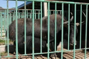 Wildyak, Datong-Farm.