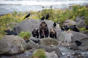 Ein weiblicher Braunbär mit ihren zwei Jungen, Shiretoko-Halbinsel
