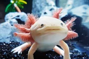 Der Axolotl (Ambystoma mexicanum) ist ein aquatil lebender mexikanischer Schwanzlurch.