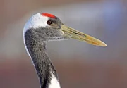 MDR Fernsehen WILDES JAPAN, TEIL 1, "Schneeaffen und Vulkane", am Samstag (11.02.12) um 20:15 Uhr. Mandschurenkraniche sind extrem selten. Das Symboltier Japans lebt heute vor allem auf der nördlichsten Insel Hokkaido.