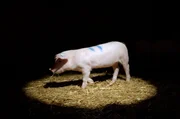 Wie misst man den IQ eines Schweins?
