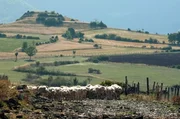 Die Wolle der Schafe aus der französischen Region Gévaudan ist besonders kostbar.
