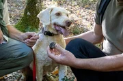 Trüffel sind eine gut versteckte Delikatesse: Trüffelhund Hermes ist ihnen in den Wäldern rund um Meteora auf der Spur.