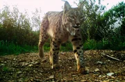 Erfolgreich wieder angesiedelt: ein Luchs im Vale do Guadiana