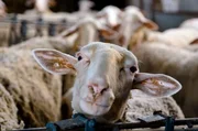 Ein großer Teil der Tiere auf unserem Planeten sind Nutztiere. Dabei sind Schweine, Ziegen, Hühner und Co. klüger als vermutet.