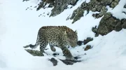 Die abgelegenen und schwer zugänglichen Täler des Kaukasus sind die Heimat des Persischen Leopardens, der seltensten Raubkatze unseres Kontinents. Ein Film von Christian Baumeister. Erzählt von Benno Fürmann.